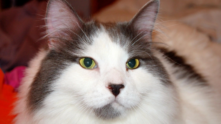 norwegian cat black and white