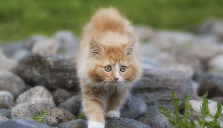 northern forest cat