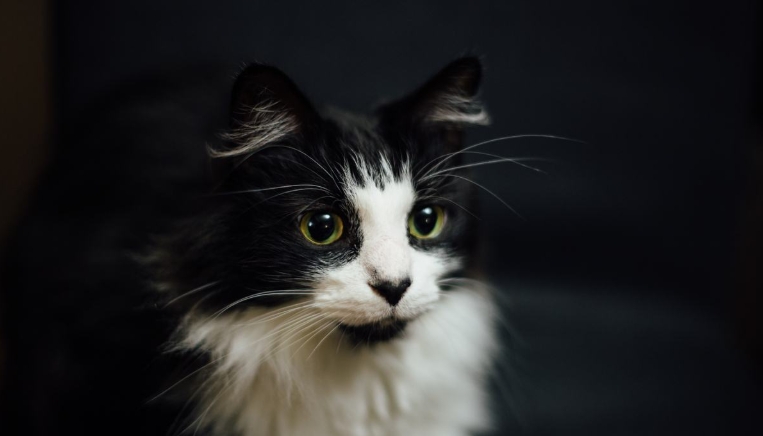 norsk cat