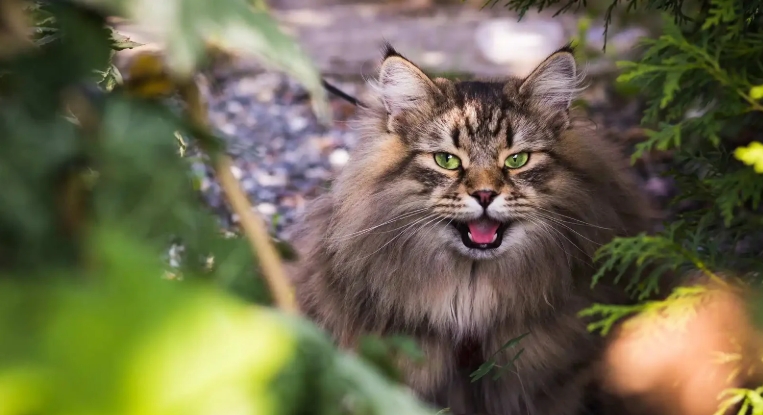 norwegian for cat
