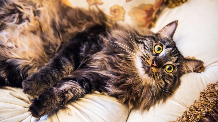 norwegian coon cat