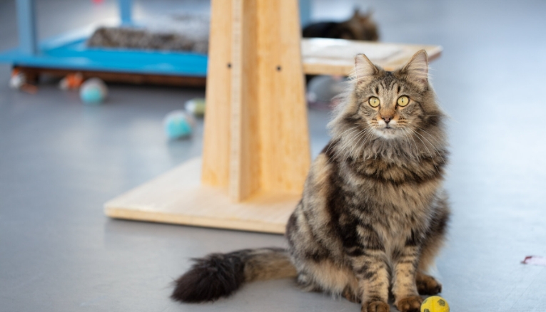 maine coon norwegian forest cat