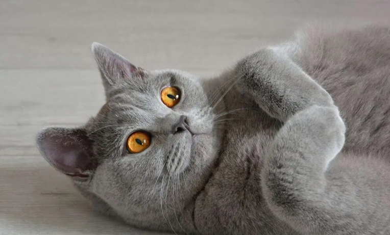 norwegian cat harga