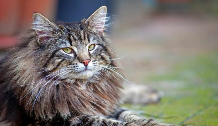 norwegian cat big