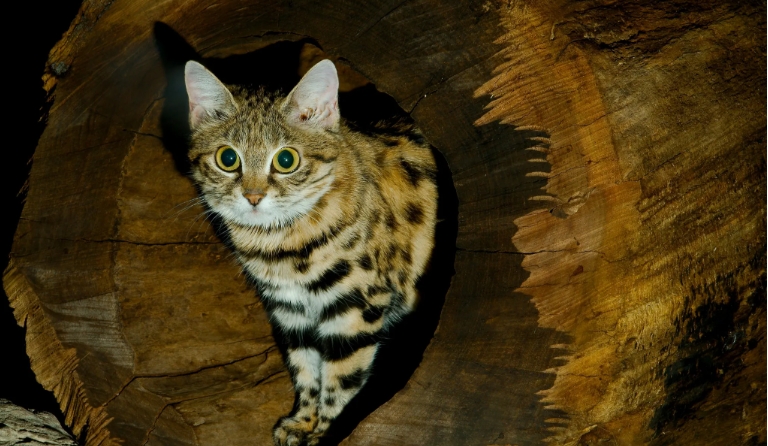 north region forest cat