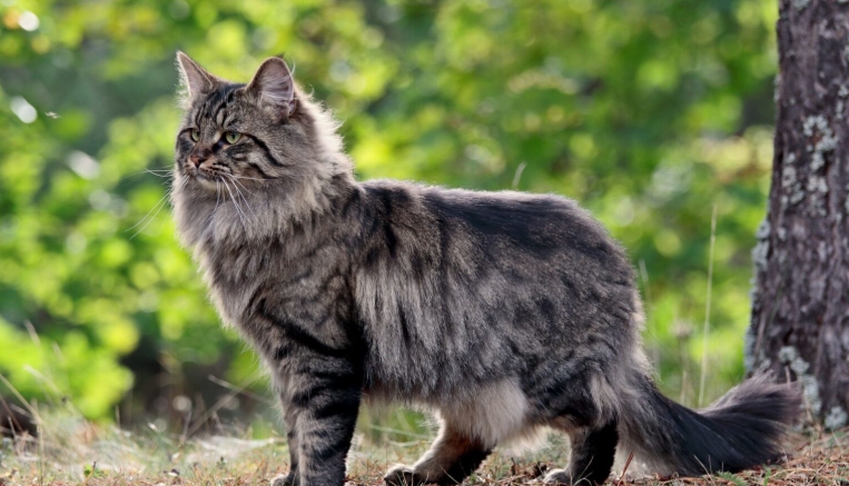 norgeskaukatt kittens