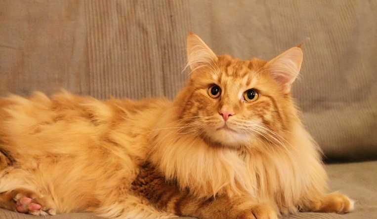 maine coon siberian norwegian forest cat