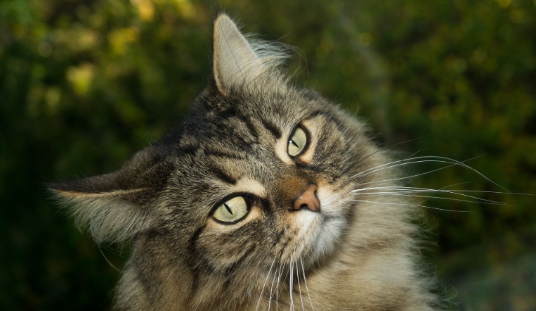 norwegian cats for sale near me