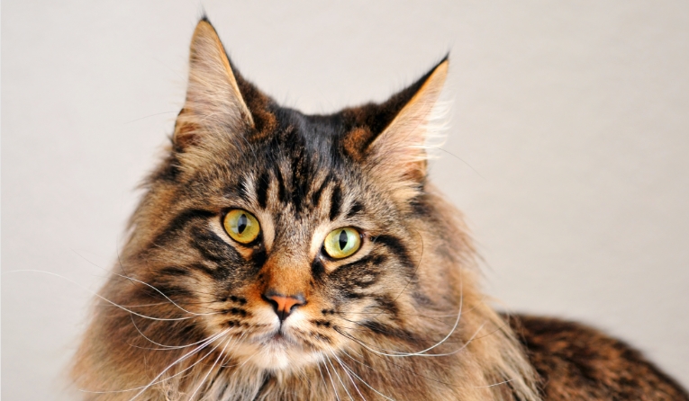 maine coon mixed with norwegian forest cat