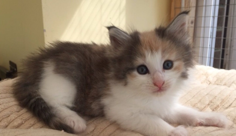 norwegian cat kitten