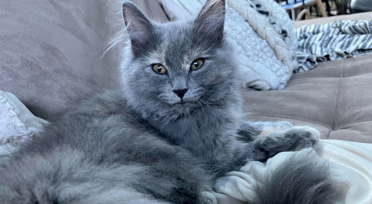 norwegian cat grey