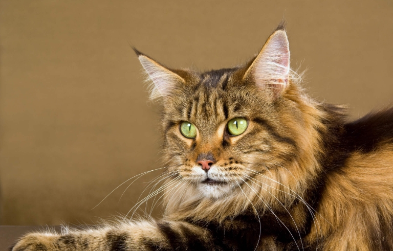 north forest cat