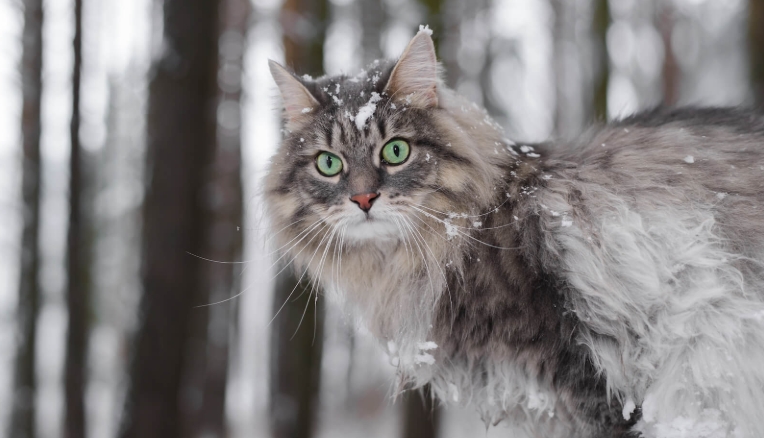 nordic forest cat