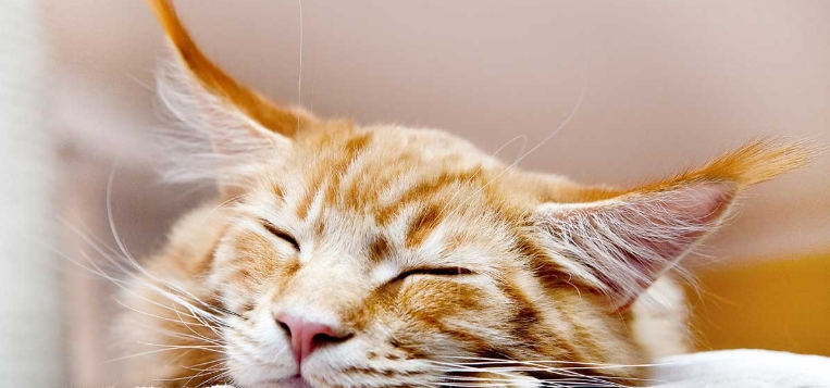 maine coon norwegian forest cat for sale