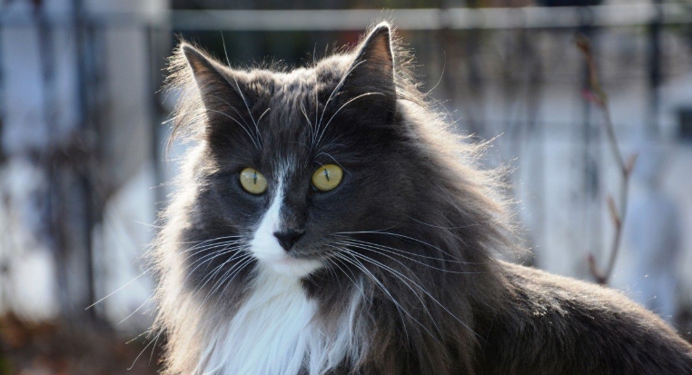 black forest cats