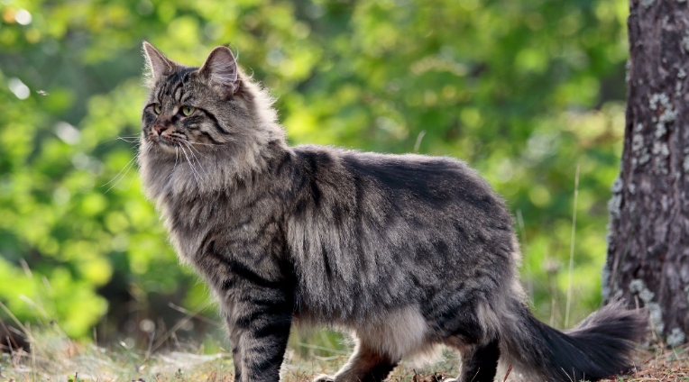 norwegian forest cat 6 months old