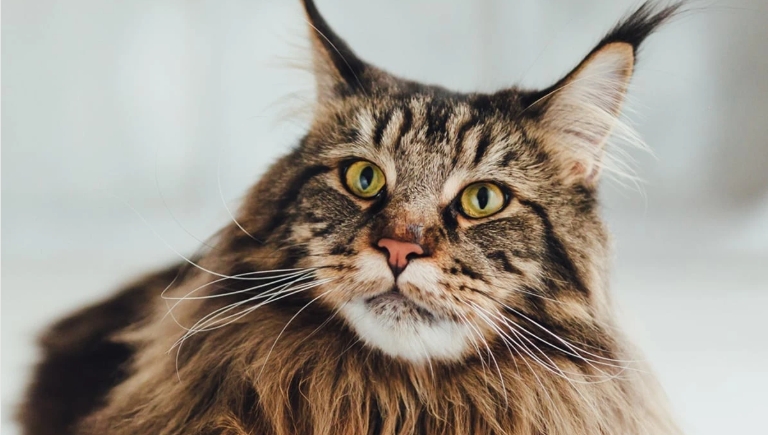 norwegian forest cat craigslist
