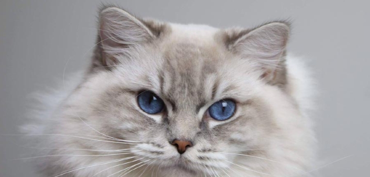 norwegian forest cat harga