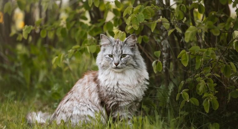 norwegian forest cat origin