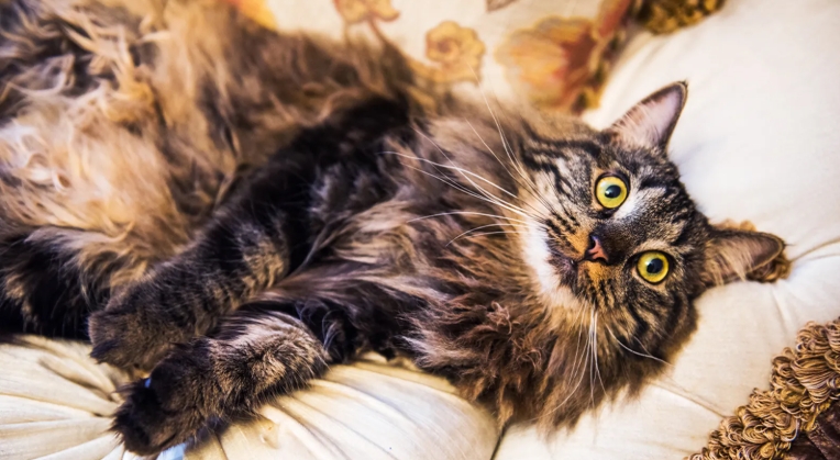 norwegian forest cat mixed with maine coon