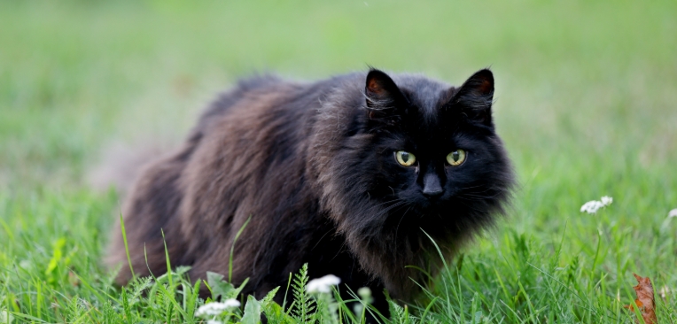 norwegian forest cat kitten black