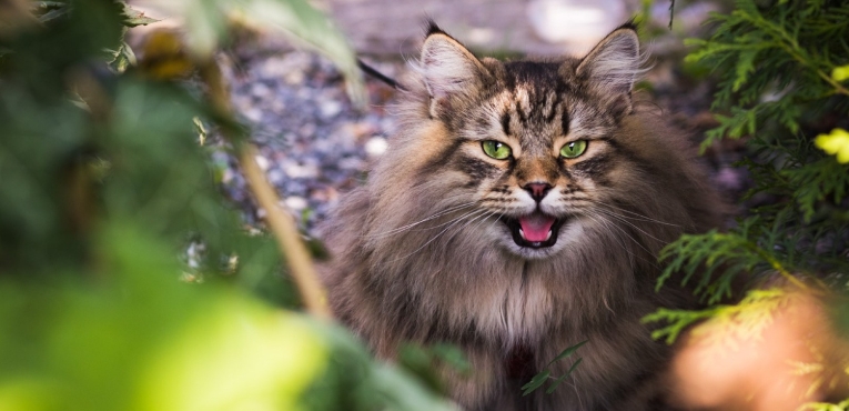 norwegian forest cat facts