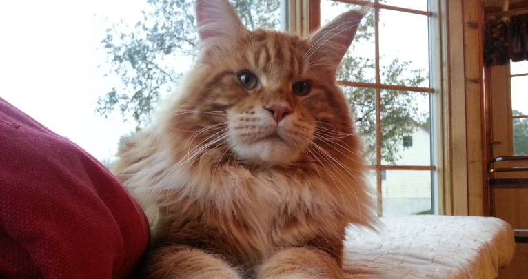 norwegian forest cat breeder near me