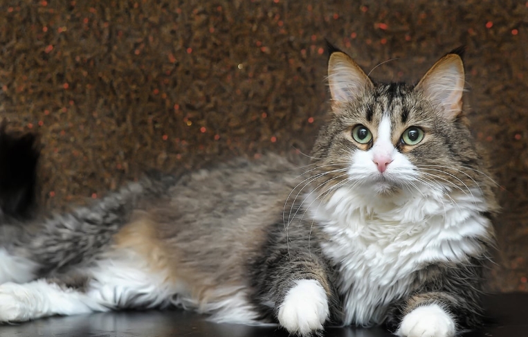 norwegian forest cat black price
