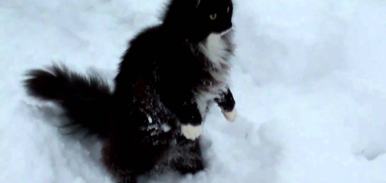 norwegian forest cat 101