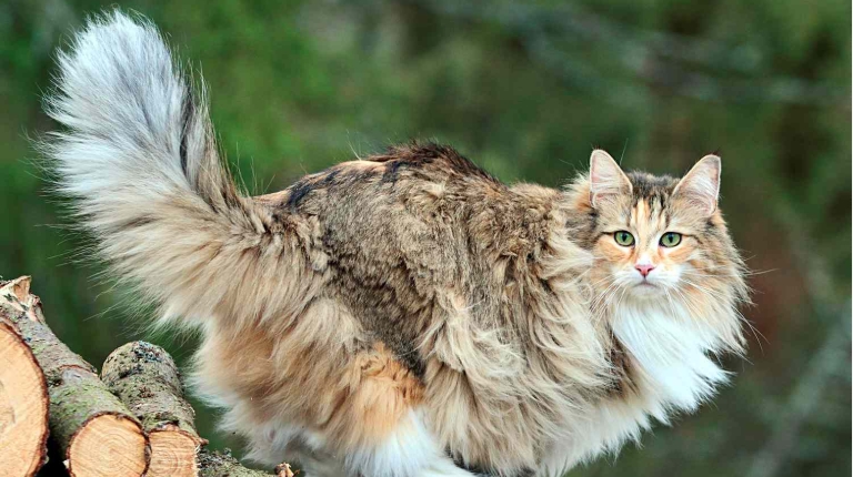 norwegian forest cat cost usa
