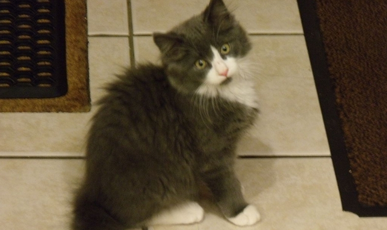 norwegian forest cat grey kitten