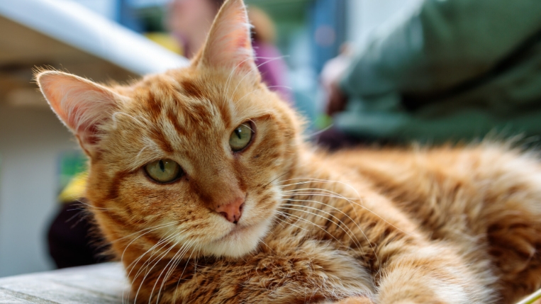 norwegian forest cat orange tabby