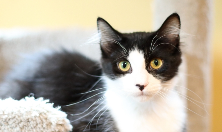 norwegian forest cat mixed breed