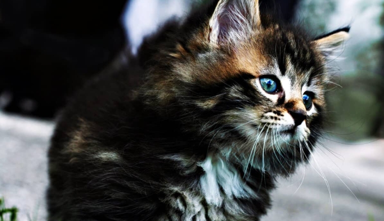 norwegian forest cat cat