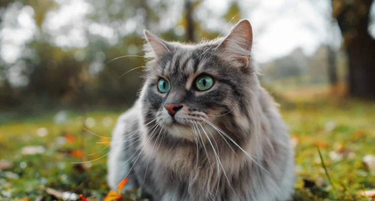 norwegian forest cat blue smoke