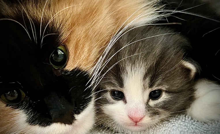 norwegian forest cat black kitten
