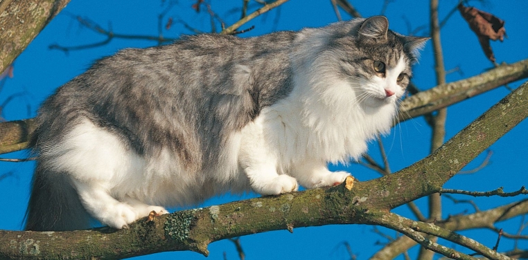 royal canin norwegian forest cat 2kg