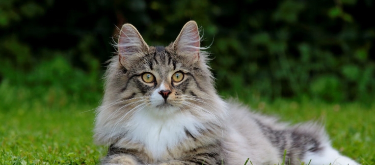 norwegian forest breed