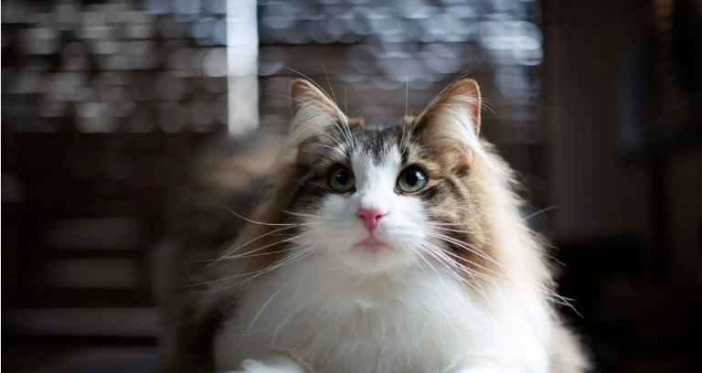 norwegian forest cat coat