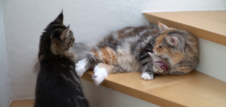 norwegian forest cat georgia