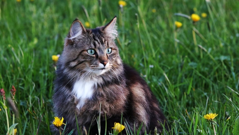 norwegian forest cat mixed with tabby
