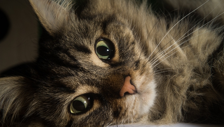 norwegian forest cat matted fur