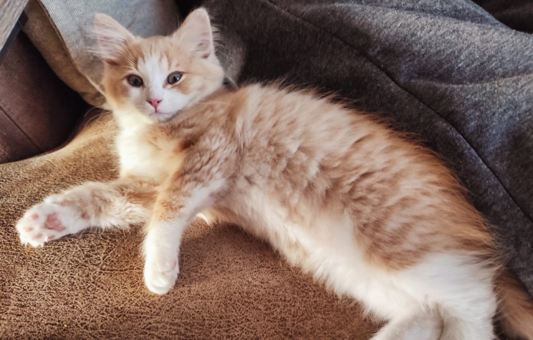 norwegian forest cat kijiji