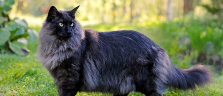 black norwegian forest kitten for sale