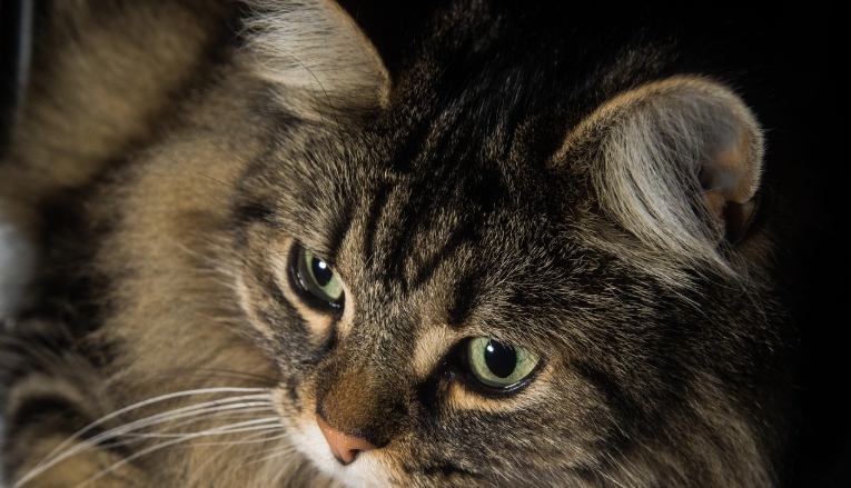 norwegian forest cat brown tabby