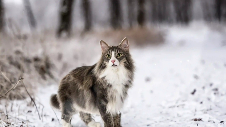 norwegian forest cat black smoke