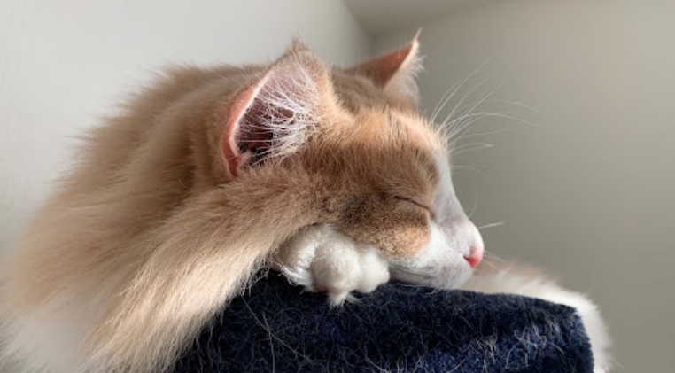 norwegian forest cat kittens for sale