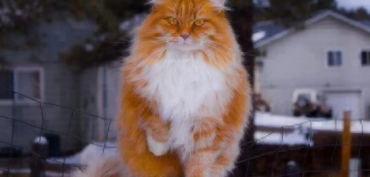 norwegian forest cat orange and white