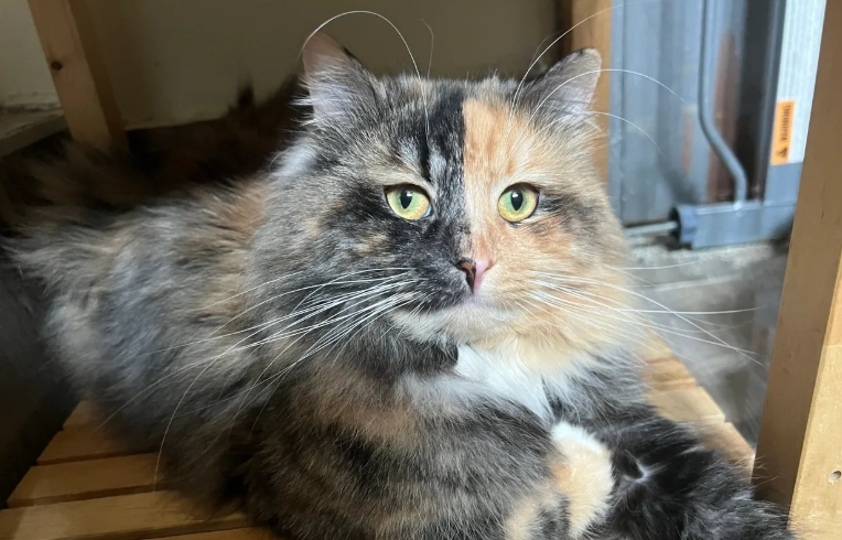norwegian forest cat hypoallergenic siberian cat