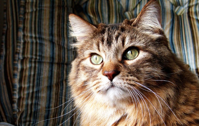 norwegian forest cat history